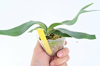 Amazon.co.jp: P.Foongsiqi TC④ @bikamori.com フーンシキ ビカクシダ